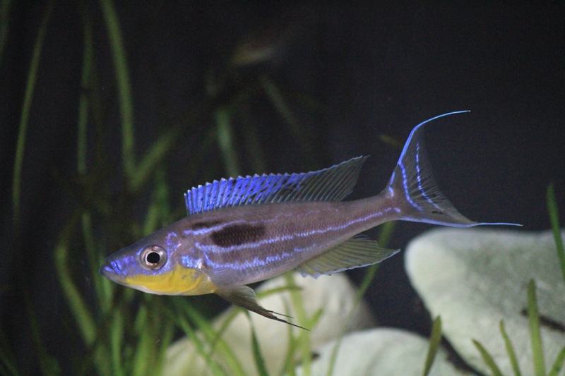 Benthochromis horii 'Kasanga'